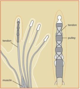 Flexor_Fig1